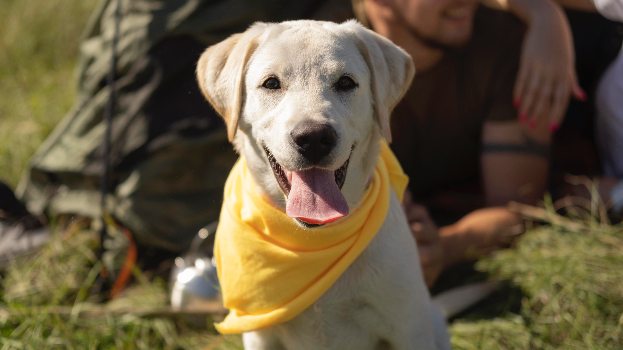 dog being prepared
