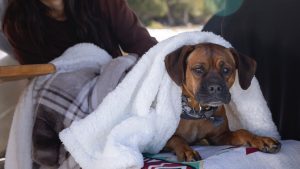 Dog Safety Tips for Disaster Preparedness