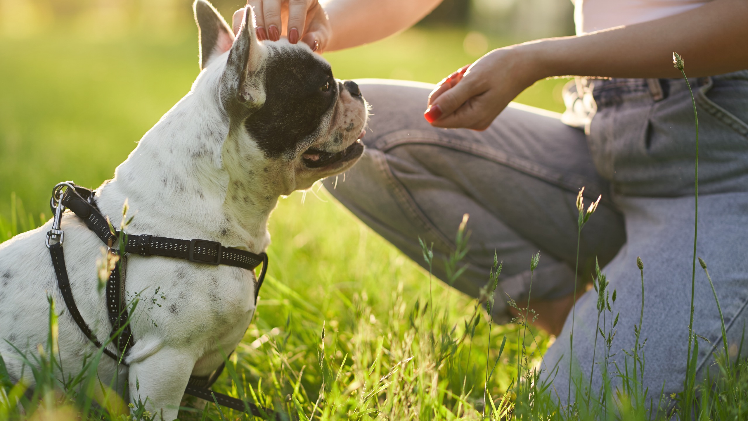 Practicing patience with your dog