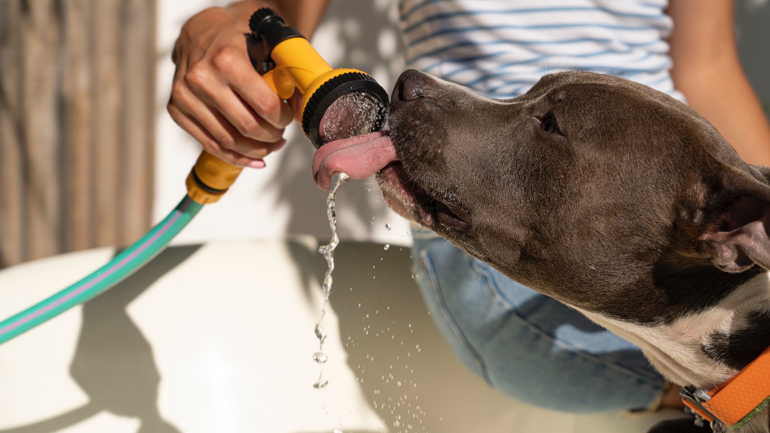 Keeping Your Dog Hydrated