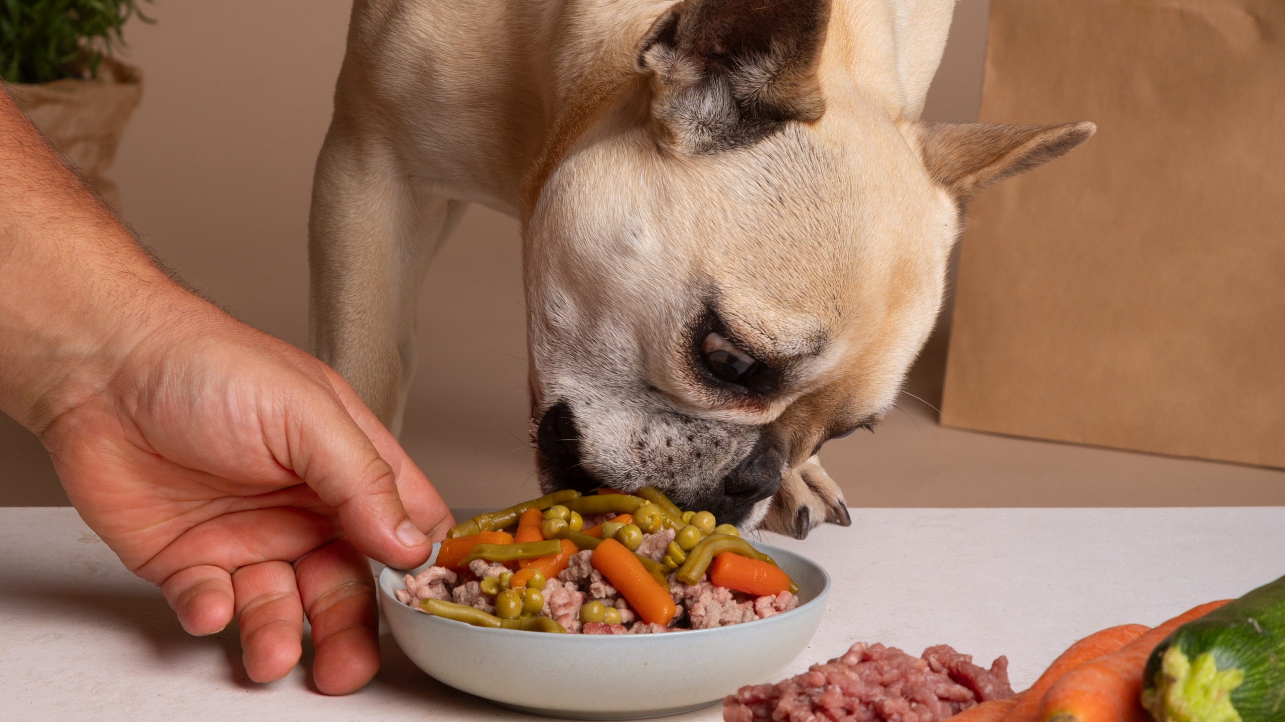 Healthy Treats for Dogs on Thanksgiving