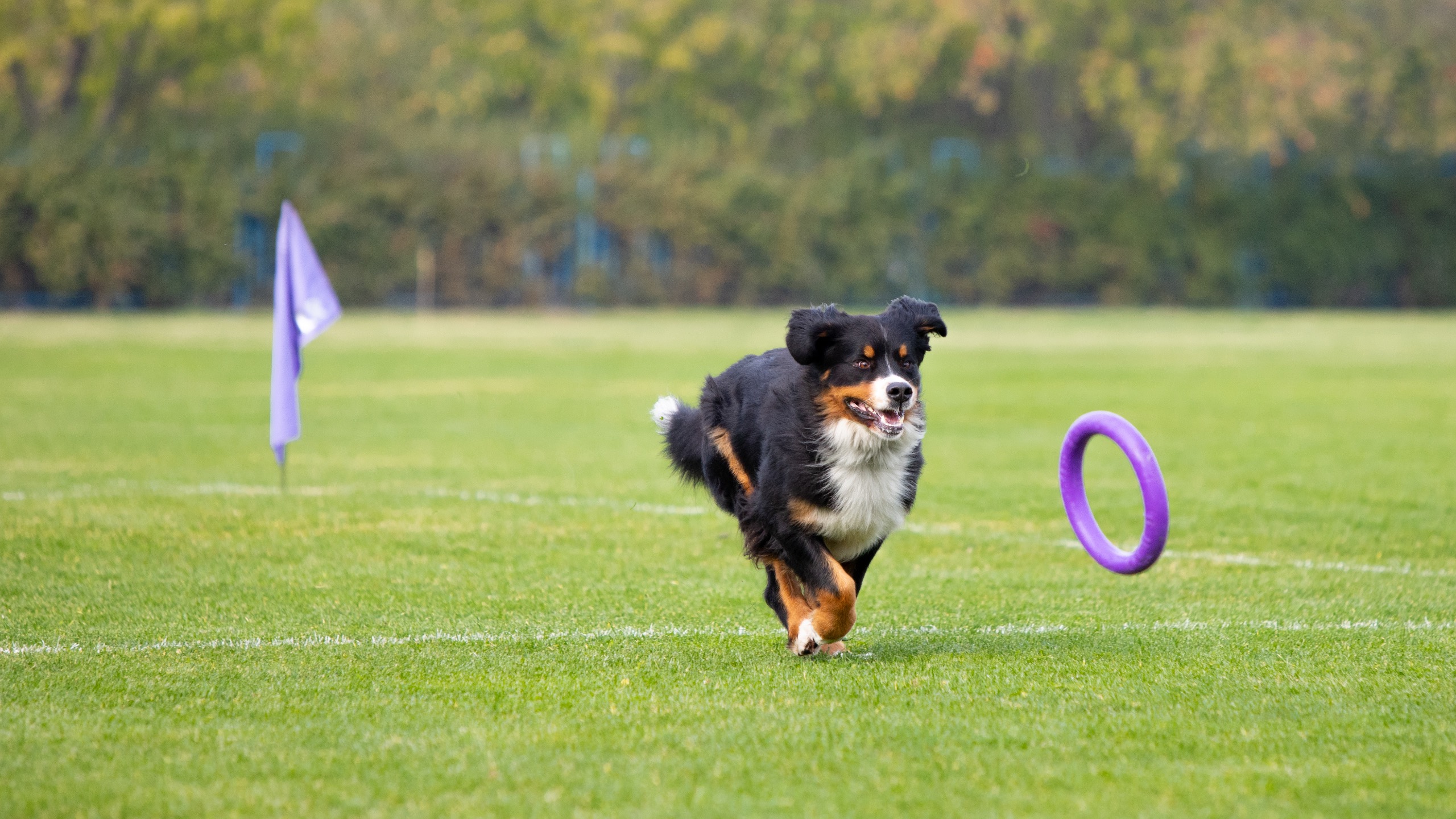  How to Train a Dog for Dog Sports