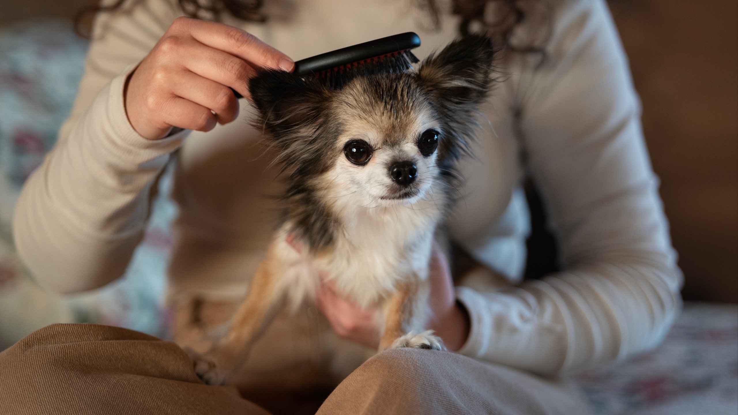 How to Choose a Quality Dog Groomer
