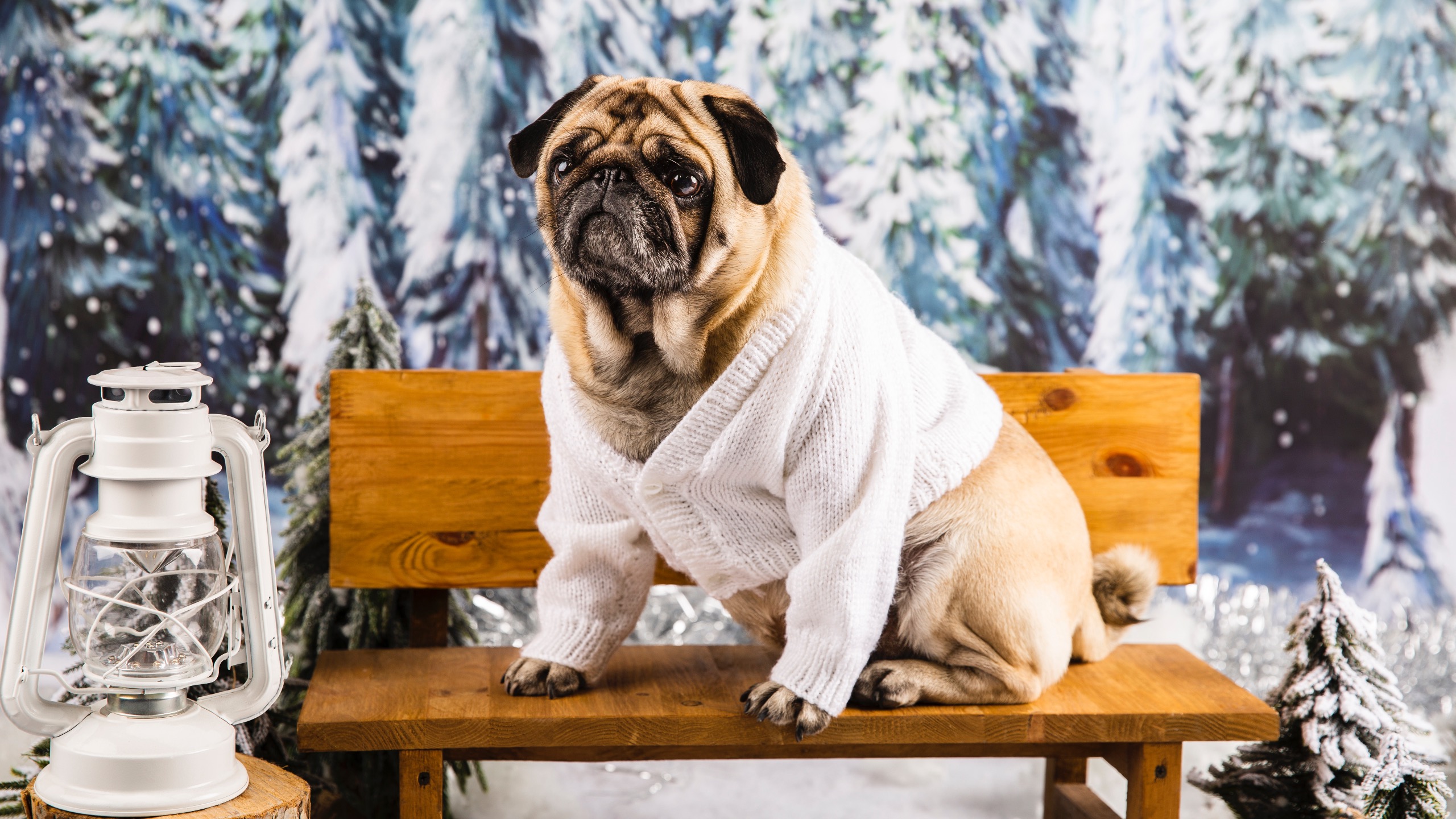 10 essential tips to prevent winter dehydration in dogs 