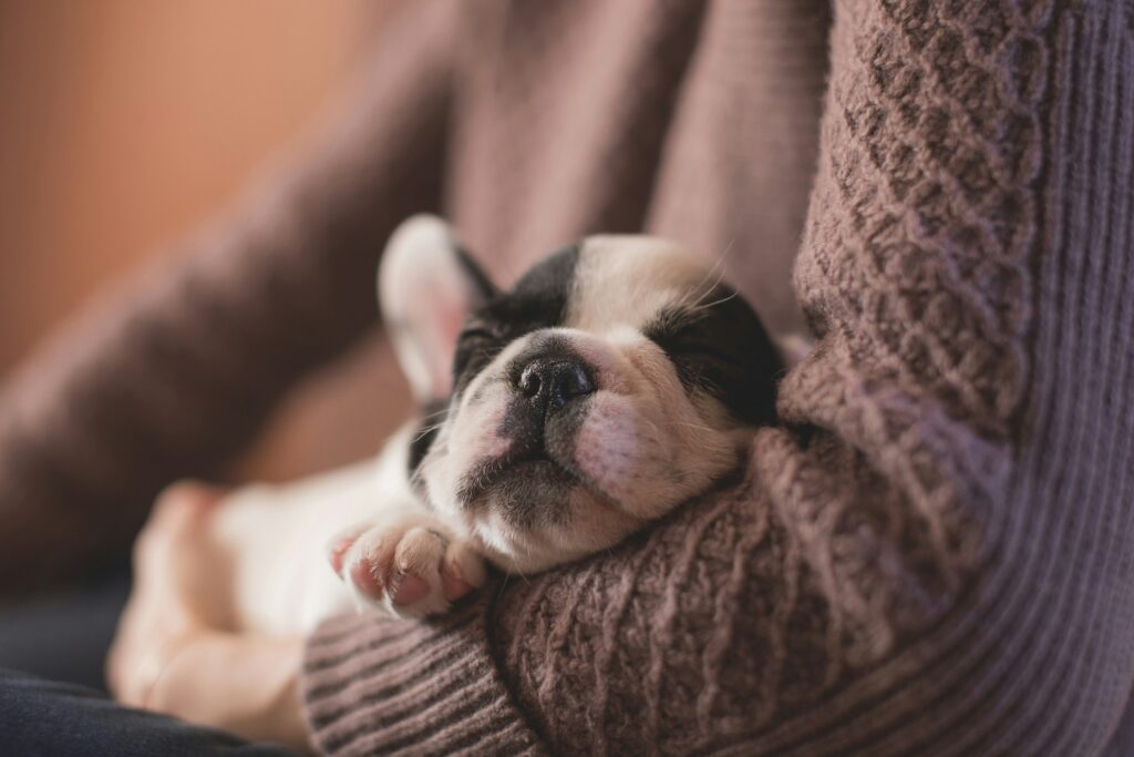 Common Myths About Dog Sleep—Debunked!