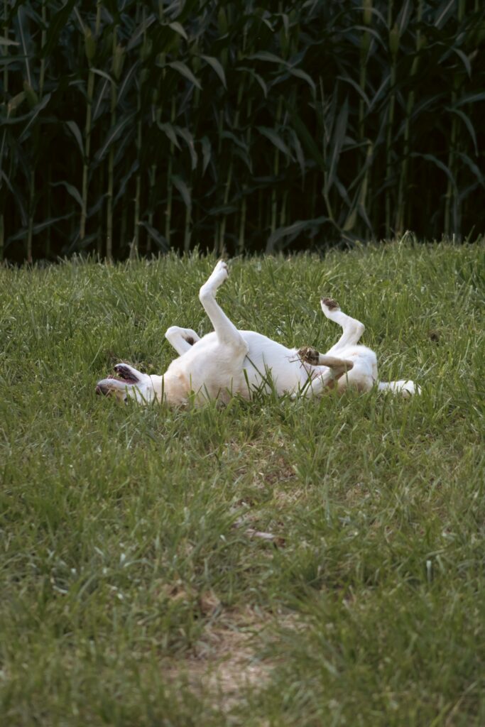 Rolling in Grass: A Dog’s Perspective on This Mysterious Habit