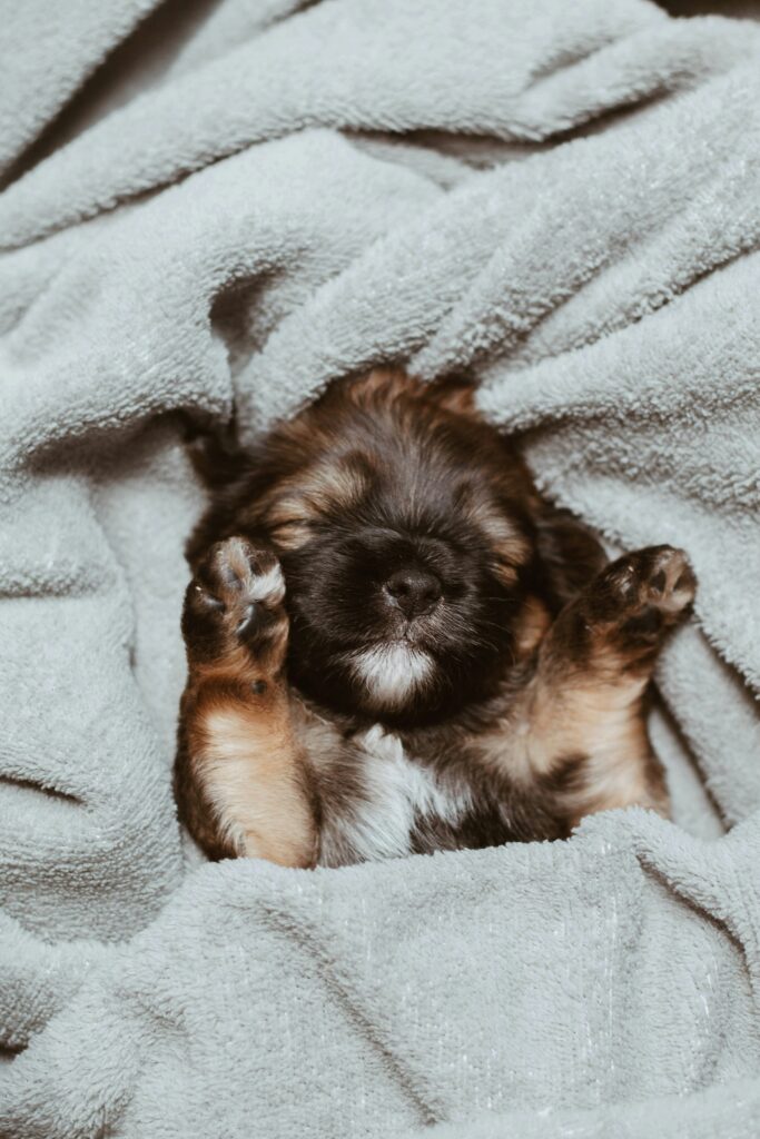 Common Myths About Dog Sleep—Debunked!