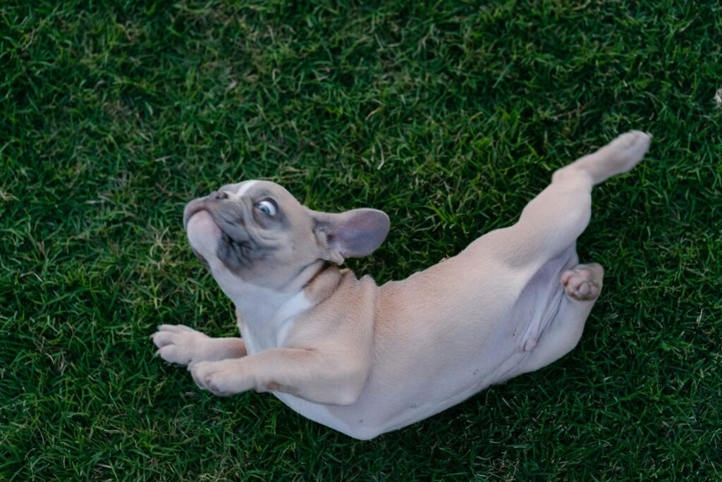 Rolling in Grass: A Dog’s Perspective on This Mysterious Habit