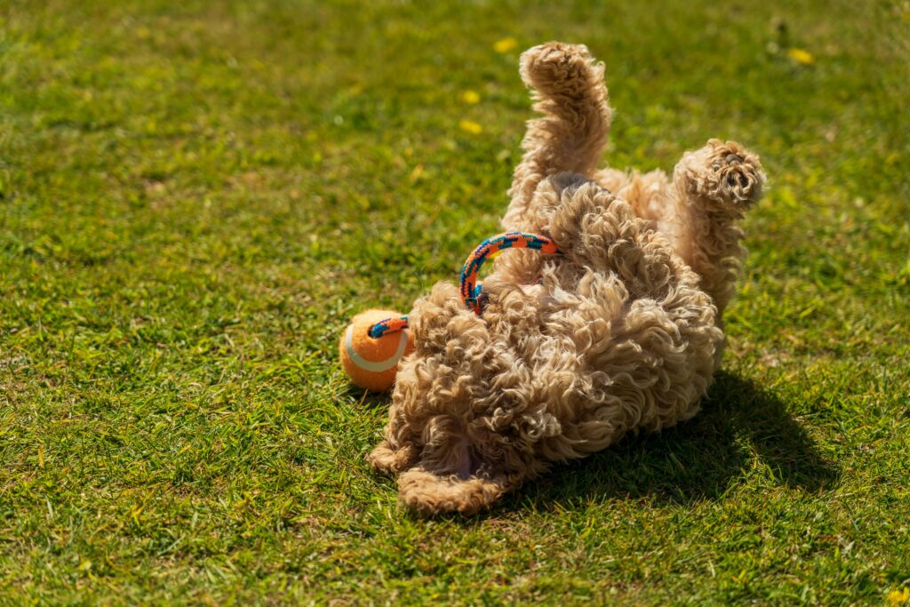 Rolling in Grass: A Dog’s Perspective on This Mysterious Habit