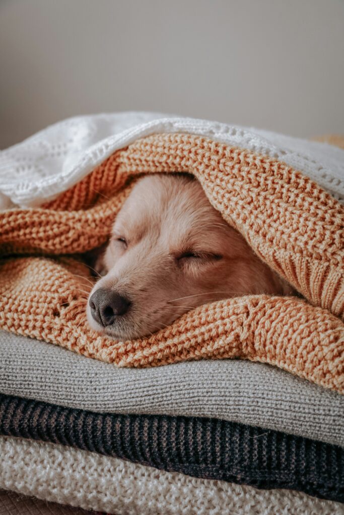 Common Myths About Dog Sleep—Debunked!